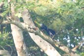 Yellow-billed Turaco, Kakum National Park, Ghana, May 2011 - click for larger image