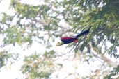 Yellow-billed Turaco, Kakum National Park, Ghana, May 2011 - click for larger image