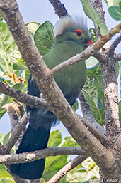Ruspoli's Turaco, Genale Valley, Ethiopia, January 2016 - click for larger image