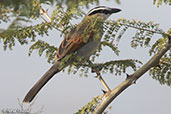 Black-crowned Tchagra, Ghibe Gorge, Ethiopia, January 2016 - click for larger image