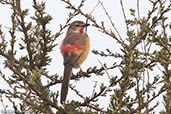 Rosy-patched Shrike, Yabello, Ethiopia, January 2016 - click for larger image