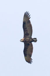 Juvenile Bateleur, Mole, Ghana, June 2011 - click for larger image