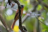 Madagascar Paradise-flycatcher, Perinet NP, Madagascar - click for larger image