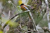 Madagascar Paradise-flycatcher, Perinet NP, Madagascar - click for larger image