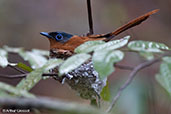 Madagascar Paradise-flycatcher, Ankarafantsika NP, Madagascar - click for larger image