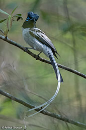 Madagascar Paradise-flycatcher, Ankarafantsika NP, Madagascar - click for larger image