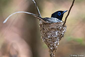 Madagascar Paradise-flycatcher, Ankarafantsika NP, Madagascar - click for larger image