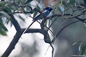 African Paradise-flycatcher, Addis Ababa, Ethiopia, January 2016 - click for larger image