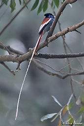 African Paradise-flycatcher, Addis Ababa, Ethiopia, January 2016 - click for larger image