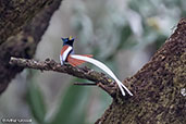 African Paradise-flycatcher, Addis Ababa, Ethiopia, January 2016 - click for larger image