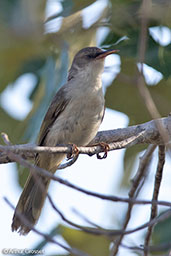 Thamnornis, Mosa Park, Ifaty, Madagascar, November 2016 - click for larger image