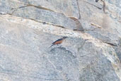 Female Mocking Cliff Chat, Shai Hills, Ghana, May 2011 - click for larger image