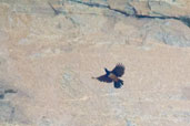 Male Mocking Cliff Chat, Shai Hills, Ghana, May 2011 - click for larger image