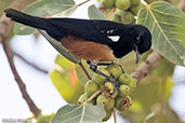 Mocking Cliff Chat, Jemma Valley, Ethiopia, January 2016 - click for larger image