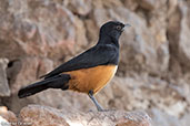 Mocking Cliff Chat, Lalibela, Ethiopia, January 2016 - click for larger image