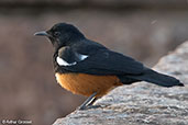 Mocking Cliff Chat, Lalibela, Ethiopia, January 2016 - click for larger image