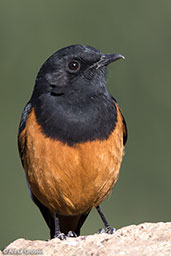 White-winged Cliff-chat, Lalibela, Ethiopia, January 2016 - click for larger image