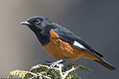 White-winged Cliff-chat, Lalibela, Ethiopia, January 2016 - click for larger image