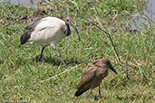 African Sacred Ibis, Koka Dam, Ethiopia, January 2016 - click for larger image