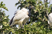 African Sacred Ibis, Lake Ziway, Ethiopia, January 2016 - click for larger image