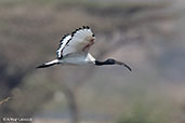 African Sacred Ibis, Lake Beseka, Ethiopia, January 2016 - click for larger image