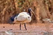 Madagascar Sacred Ibis, Betsiboka River Delta, Madagascar, November 2016 - click for larger image