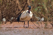 Madagascar Sacred Ibis, Betsiboka River Delta, November 2016 - click for larger image