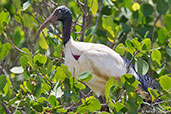 Madagascar Sacred Ibis, Betsiboka River Delta, November 2016 - click for larger image