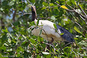 Madagascar Sacred Ibis, Betsiboka River Delta, November 2016 - click for larger image