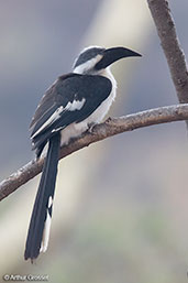 Von der Decken's Hornbill, Sof Omar, Ethiopia, January 2016 - click for larger image