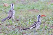 Red-billed Hornbill, near Tono Dam, Ghana, June 2011 - click for larger image