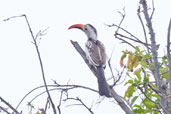 Red-billed Hornbill, near Tono Dam, Ghana, June 2011 - click for larger image