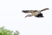 Red-billed Hornbill, near Tono Dam, Ghana, June 2011 - click for larger image