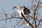 Red-billed Hornbill, near Yabello, Ethiopia, January 2016 - click for larger image
