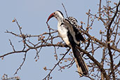 Red-billed Hornbill, near Yabello, Ethiopia, January 2016 - click for larger image