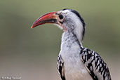 Red-billed Hornbill, Simbo Resort, Ethiopia, January 2016 - click for larger image