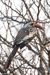 Red-billed Hornbill, Awash Falls, Ethiopia, January 2016 - click for larger image