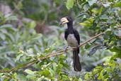 African Pied Hornbill, Kakum, Ghana, May 2011 - click for larger image