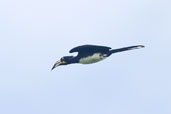 African Pied Hornbill, Kakum, Ghana, May 2011 - click for larger image