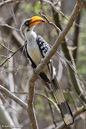 Eastern Yellow-billed Hornbill, Sof Omar, Ethiopia, January 2016 - click for larger image