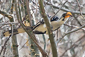 Eastern Yellow-billed Hornbill, Sof Omar, Ethiopia, January 2016 - click for larger image