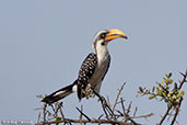 Eastern Yellow-billed Hornbill, near Yabello, Ethiopia, January 2016 - click for larger image