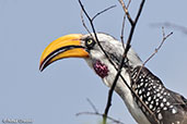 Eastern Yellow-billed Hornbill, Melka Gebdu Track, Ethiopia, January 2016 - click for larger image