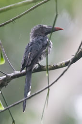 Black Dwarf Hornbill, Kakum, Ghana, May 2011 - click for larger image