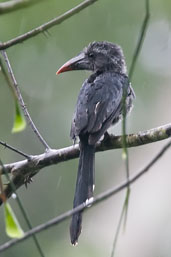 Black Dwarf Hornbill, Kakum, Ghana, May 2011 - click for larger image