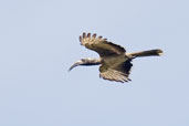African Grey Hornbill, Tono Dam, Ghana, June 2011 - click for larger image