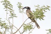 African Grey Hornbill, Tono Dam, Ghana, June 2011 - click for larger image