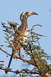 African Grey Hornbill, Bogol Manyo Road, Ethiopia, January 2016 - click for larger image