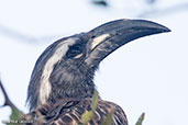 African Grey Hornbill, Awash Falls, Ethiopia, January 2016 - click for larger image