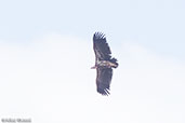 Lappet-faced Vulture, Bogol Manyo Road, Ethiopia, January 2016 - click for larger image